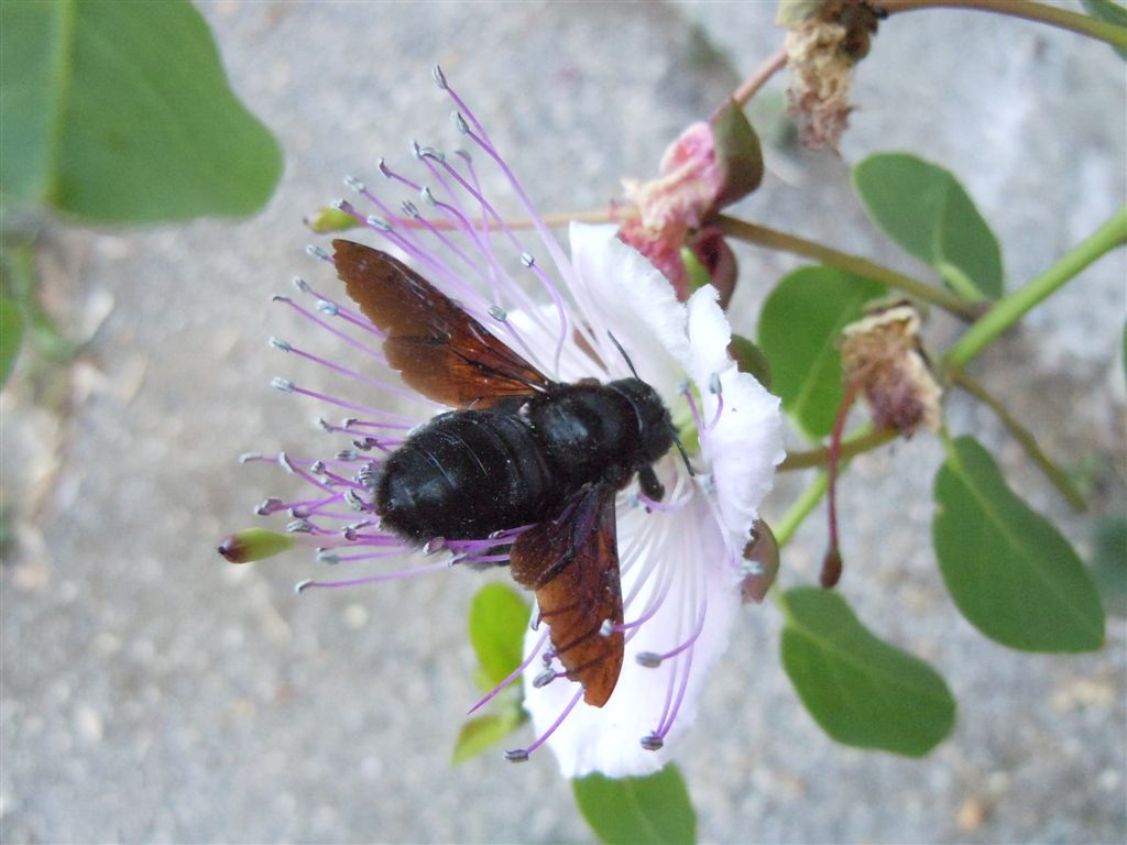 Xylocopa violacea su cappero